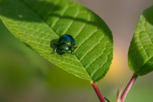 Leaf beetle (Plagiosterna aenea)