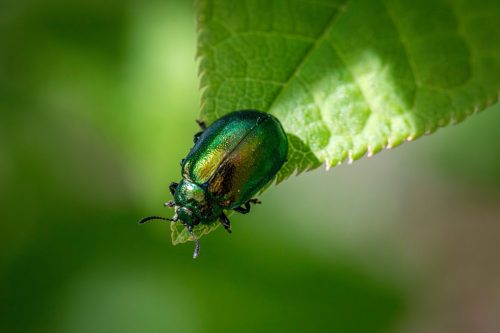 Leaf beetle (Plagiosterna aenea)