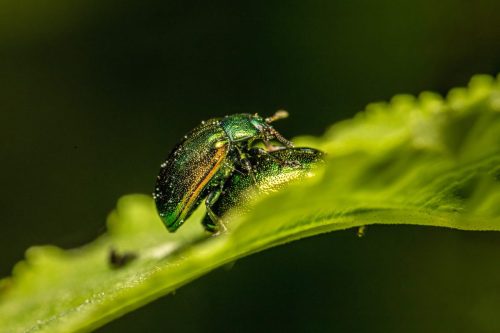 https://pixabay.com/photos/entomology-arthropods-beetles-9503055/
