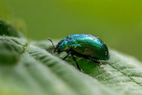 Leaf beetle (Plagiosterna aenea)