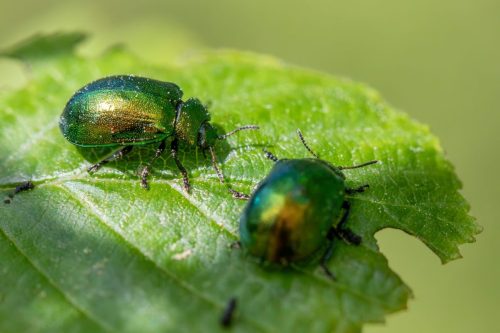 Leaf beetle (Plagiosterna aenea)