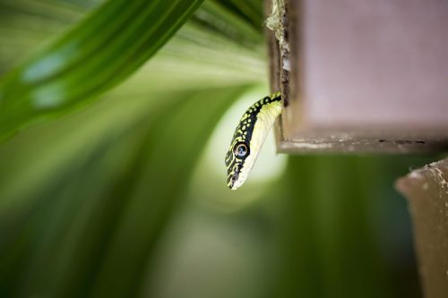 golden-tree-snake-4834282_1920 Emma gray`s forest lizard (Calotes emma)