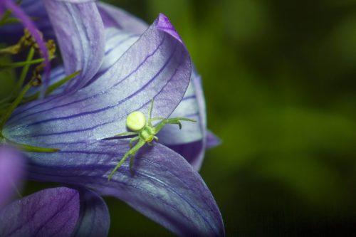 Green crab spider (Diaea dorsata)