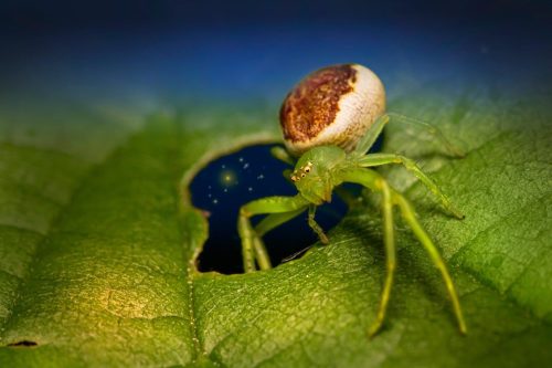 Green crab spider (Diaea dorsata)