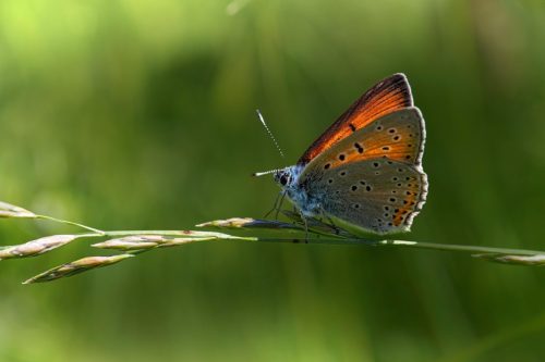 Purple-edged copper (Lycaena hippothoe)