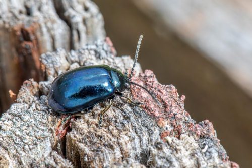 Alder Leaf Beetle (Agelastica alni)