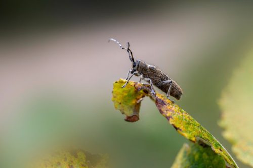 Large poplar borer, longhorn beetle (Saperda carcharias)