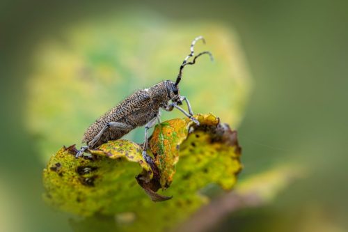 Large poplar borer, longhorn beetle (Saperda carcharias)