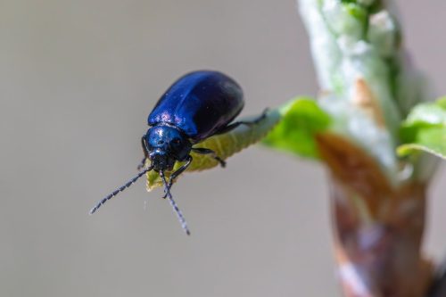 Alder Leaf Beetle (Agelastica alni)