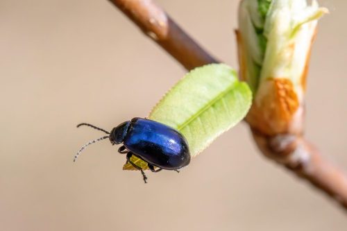 Alder Leaf Beetle (Agelastica alni)