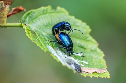 Alder Leaf Beetle (Agelastica alni)