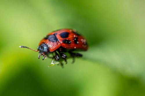 American Aspen Beetle (Gonioctena viminalis)