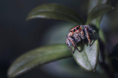 Woodland jumping spider (Evarcha falcata)