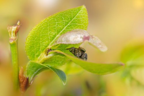 Woodland jumping spider (Evarcha falcata)