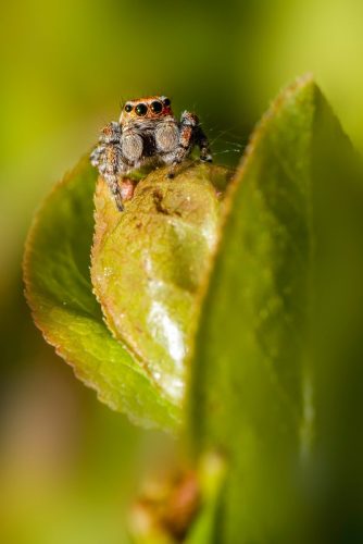 Woodland jumping spider (Evarcha falcata)