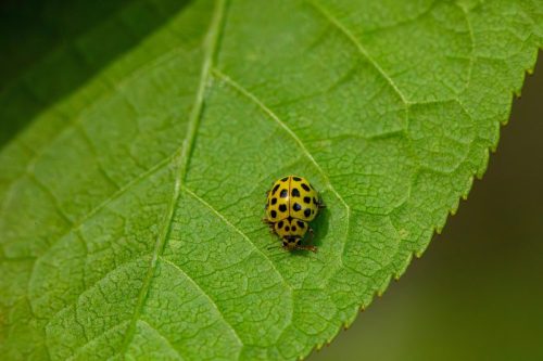 22-spot ladybird (Psyllobora vigintiduopunctata)