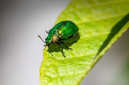 Leaf beetle (Plagiosterna aenea)