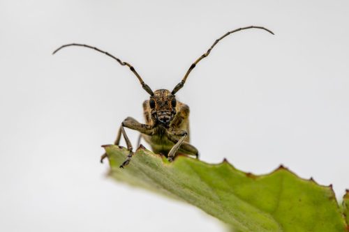 Large poplar borer, longhorn beetle (Saperda carcharias)