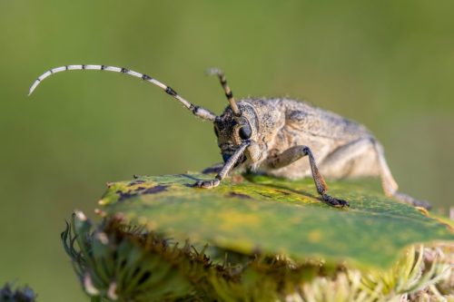 Large poplar borer, longhorn beetle (Saperda carcharias)