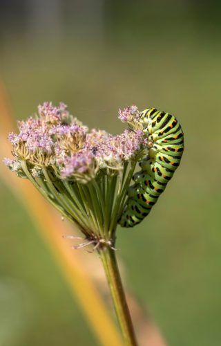 Old World Swallowtail (Papilio machaon)