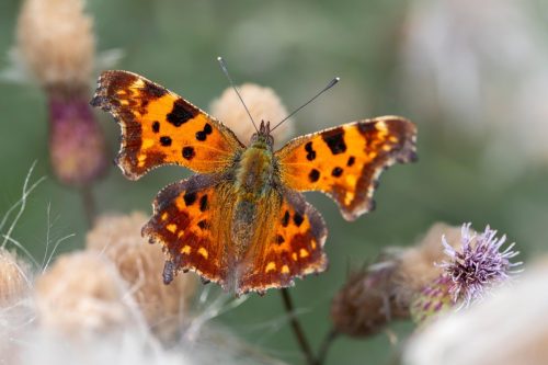 Comma butterfly (Polygonia c-album)