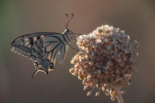Old World Swallowtail (Papilio machaon)