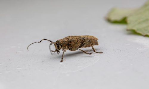 Large poplar borer, longhorn beetle (Saperda carcharias)