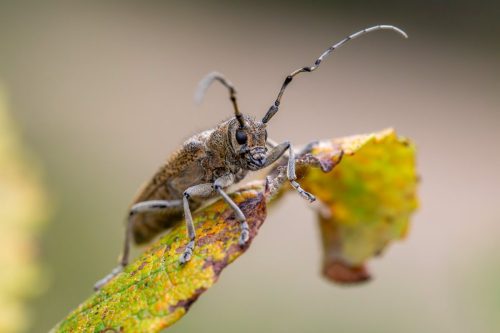 Large poplar borer, longhorn beetle (Saperda carcharias)