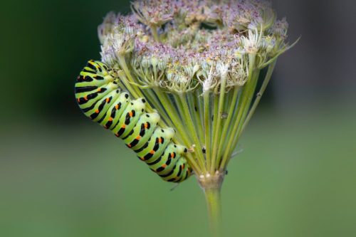 Old World Swallowtail (Papilio machaon)