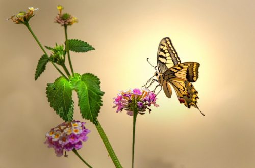 Old World Swallowtail (Papilio machaon)