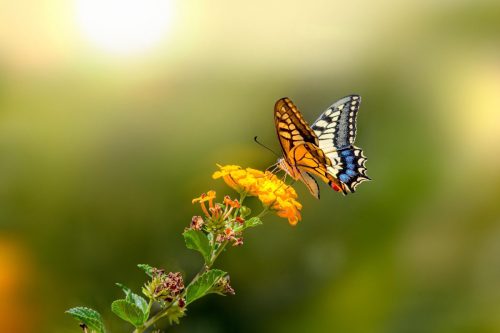 Old World Swallowtail (Papilio machaon)