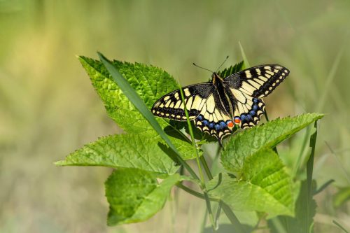 Old World Swallowtail (Papilio machaon)