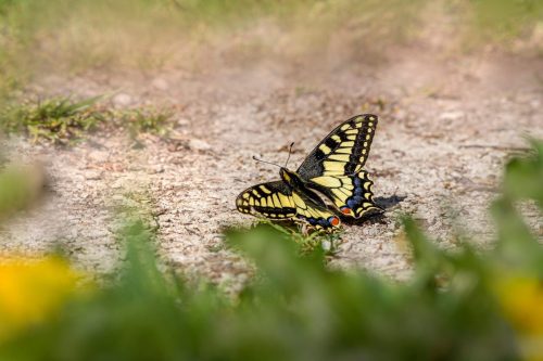 Old World Swallowtail (Papilio machaon)