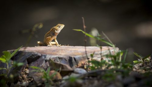 oriental-garden-lizard-4811400_1920 Emma gray`s forest lizard (Calotes emma)