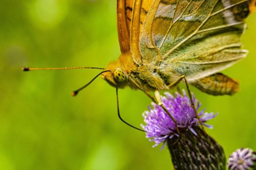 pollination-5540614_1920
