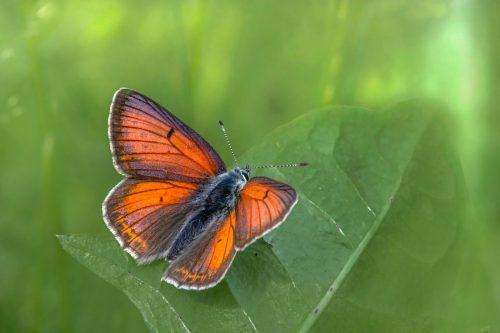 Purple-edged copper (Lycaena hippothoe)