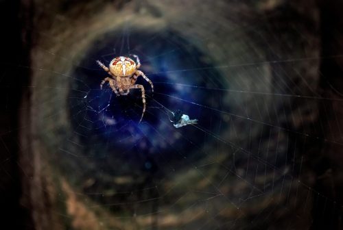 European garden spider (Araneus diadematus)