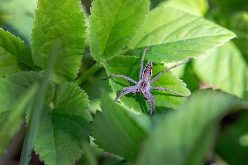 European nursery web spider (Pisaura mirabilis)