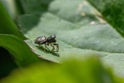 Copper sun jumper (Heliophanus cupreus)
