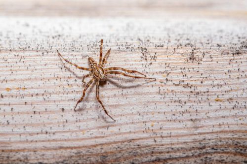 European garden spider (Araneus diadematus)