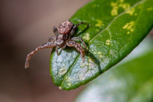 Common crab spider (Xysticus cristatus)
