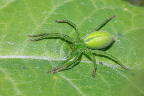 Green Huntsman spider (Micrommata virescens)