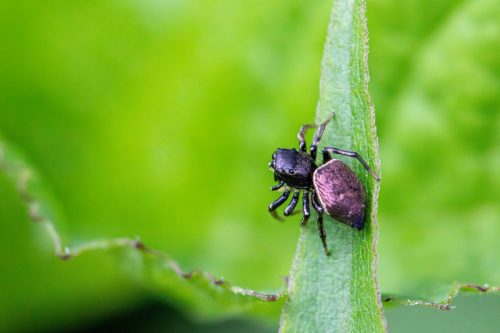 Copper sun jumper (Heliophanus cupreus)