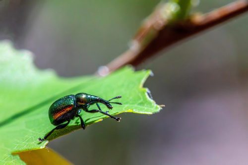 Aspen Leaf-rolling Weevil (Byctiscus populi)