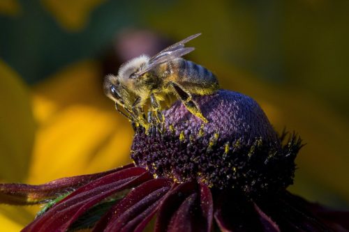 western-honey-bee-4788424_1920 Cuckoo wasp