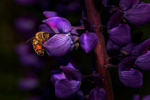 western-honey-bee-7534219_1920 Cuckoo wasp