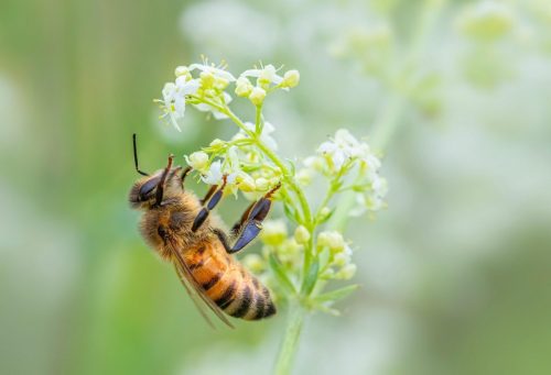 western-honey-bee-8116691_1920 Cuckoo wasp