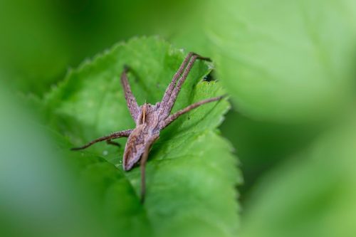 European nursery web spider (Pisaura mirabilis)
